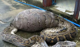 蟒蛇吃人视频,蟒蛇吞噬人类，真实视频曝光